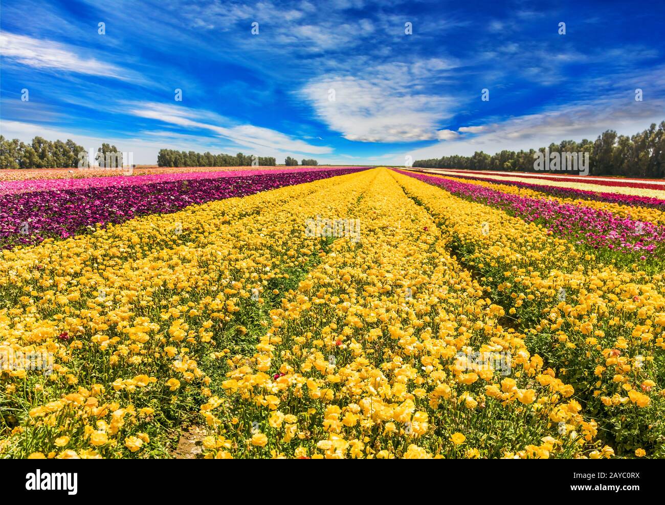 L'immense champ de buttercups de printemps Banque D'Images