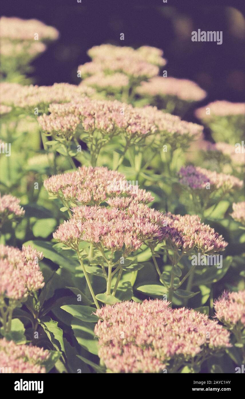 Belles fleurs sedum, look vintage Banque D'Images