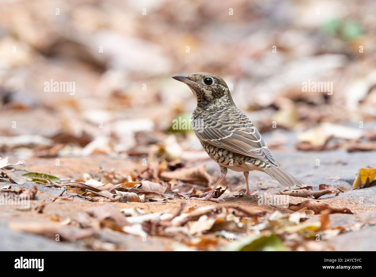 La thrush rocheuse à gorge blanche (Mouticola gularis) est une espèce d'oiseau de la famille des Muscicapidae de l'ordre des Passeriformes. Banque D'Images