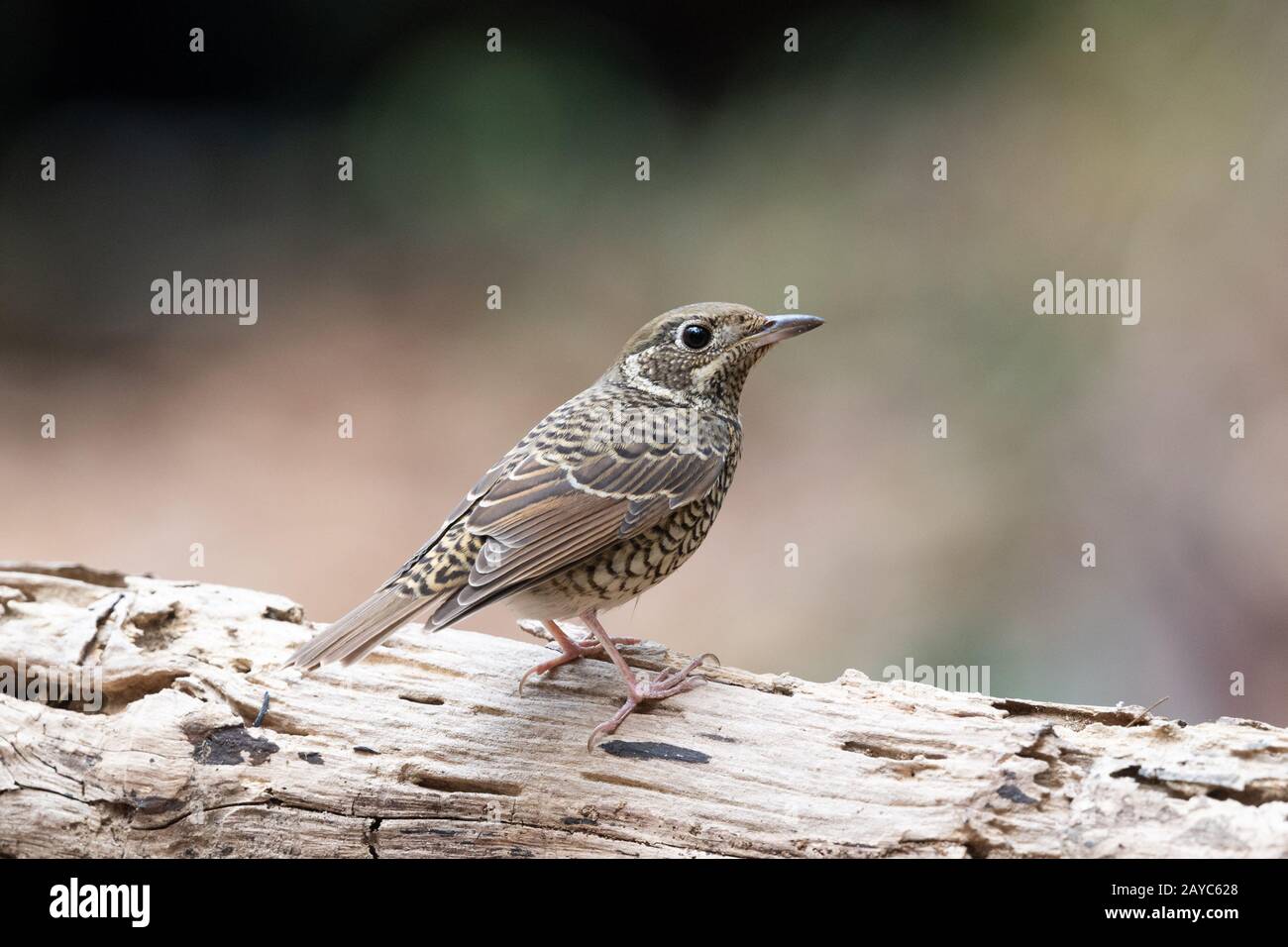 La thrush rocheuse à gorge blanche (Mouticola gularis) est une espèce d'oiseau de la famille des Muscicapidae de l'ordre des Passeriformes. Banque D'Images