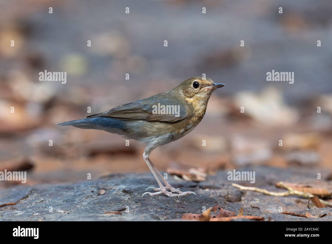 Le robin bleu sibérien (Larvivora cyane) est un petit oiseau de sérine. Banque D'Images