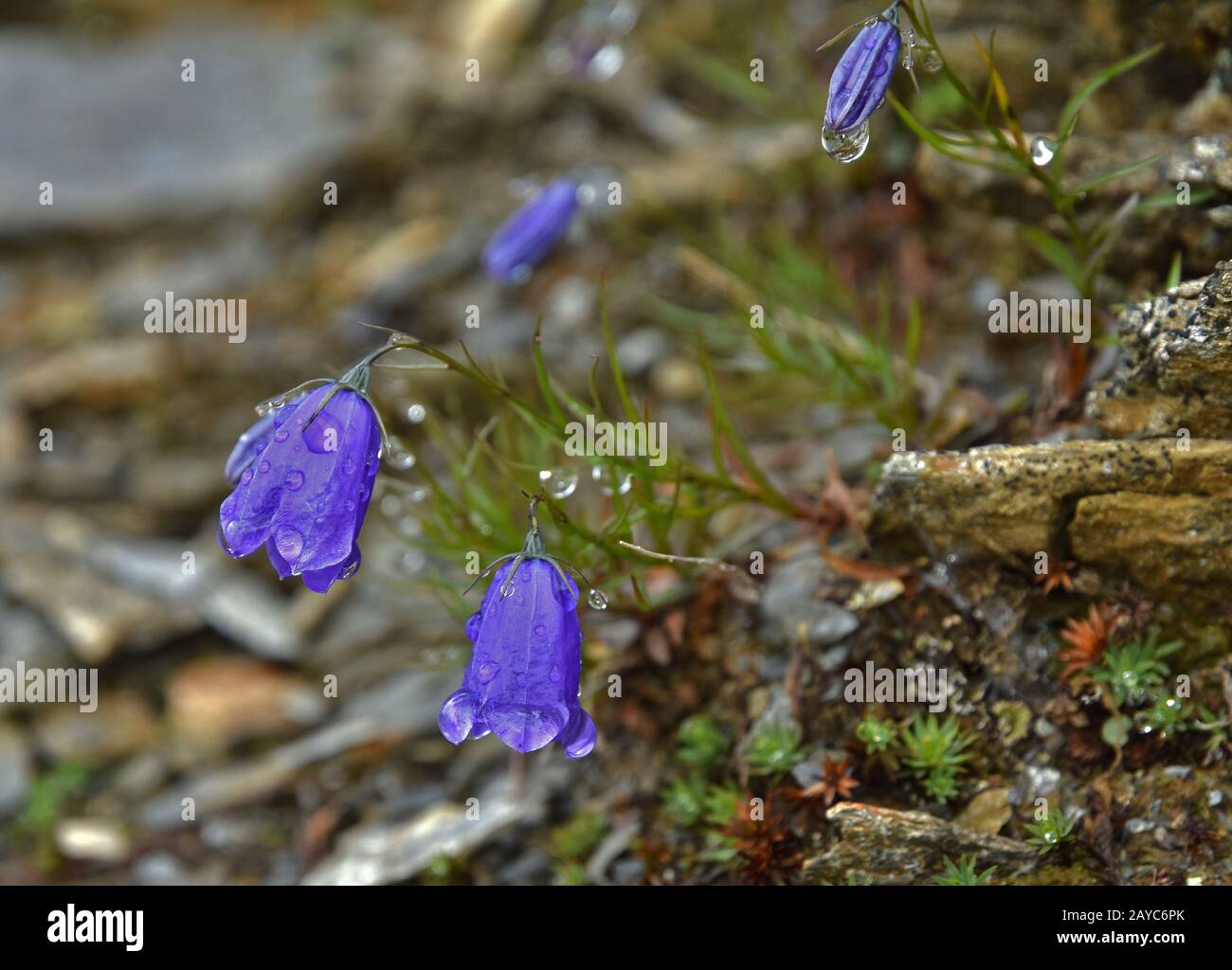 bellflower, le belloleur de Scheuchzer, Banque D'Images