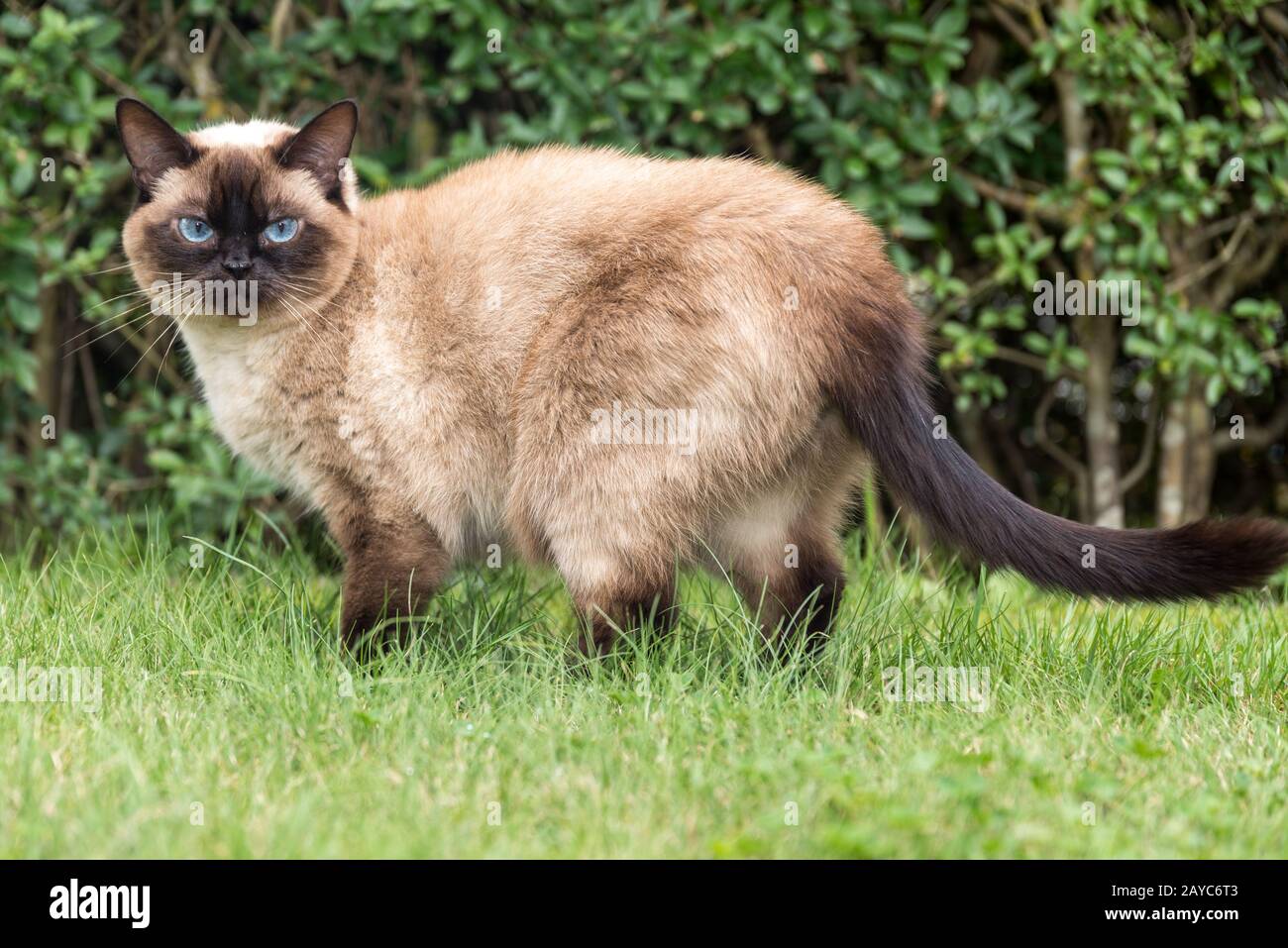 magnifique chat de ragdoll avec yeux bleus se tient attentivement dans l'herbe verte Banque D'Images