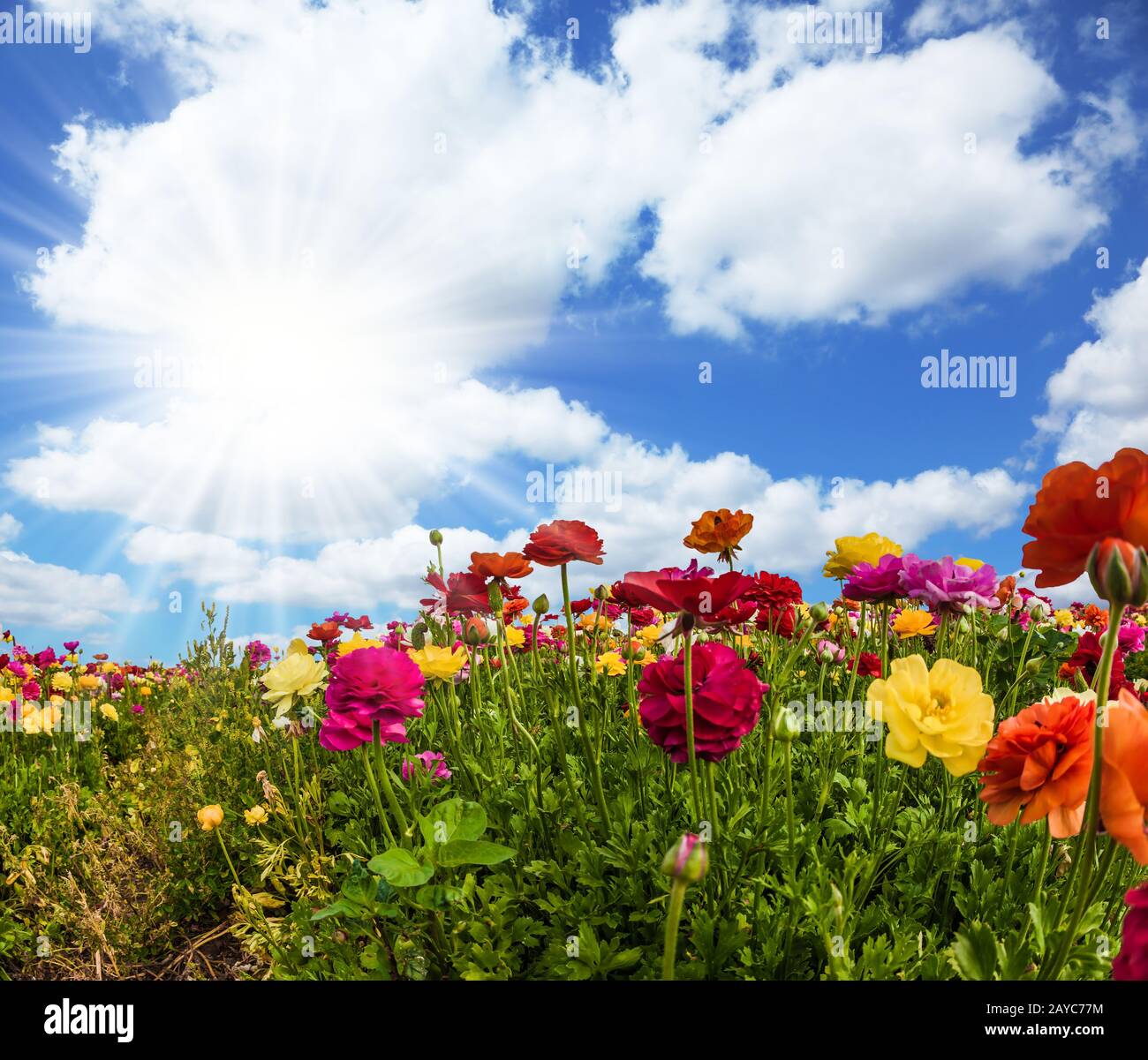 Les fleurs colorées Banque D'Images