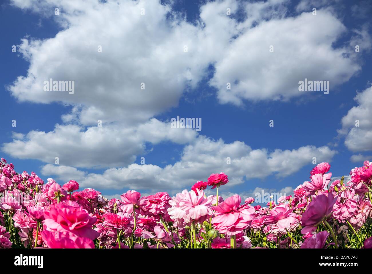 Le champ de la ferme Banque D'Images