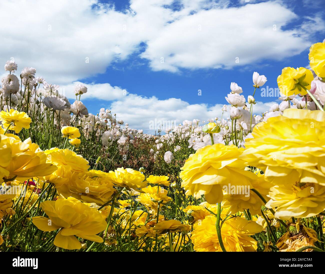 Magnifique champ de buttertasses fleuries Banque D'Images