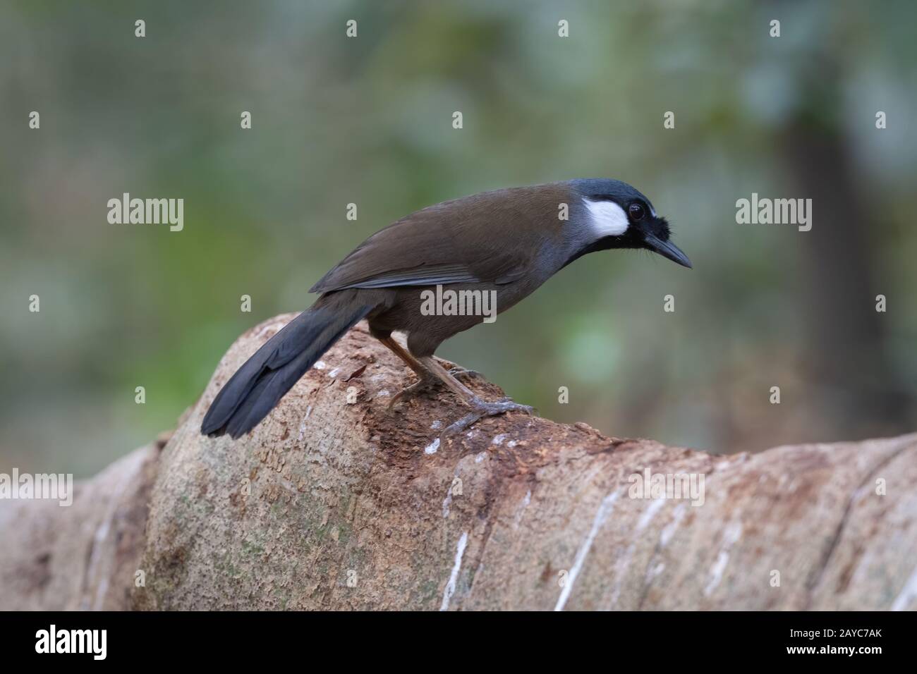 Le riant à gorge noire (Pterorhinus chinensis) est une espèce d'oiseau de la famille des Leiothrichidae. Banque D'Images