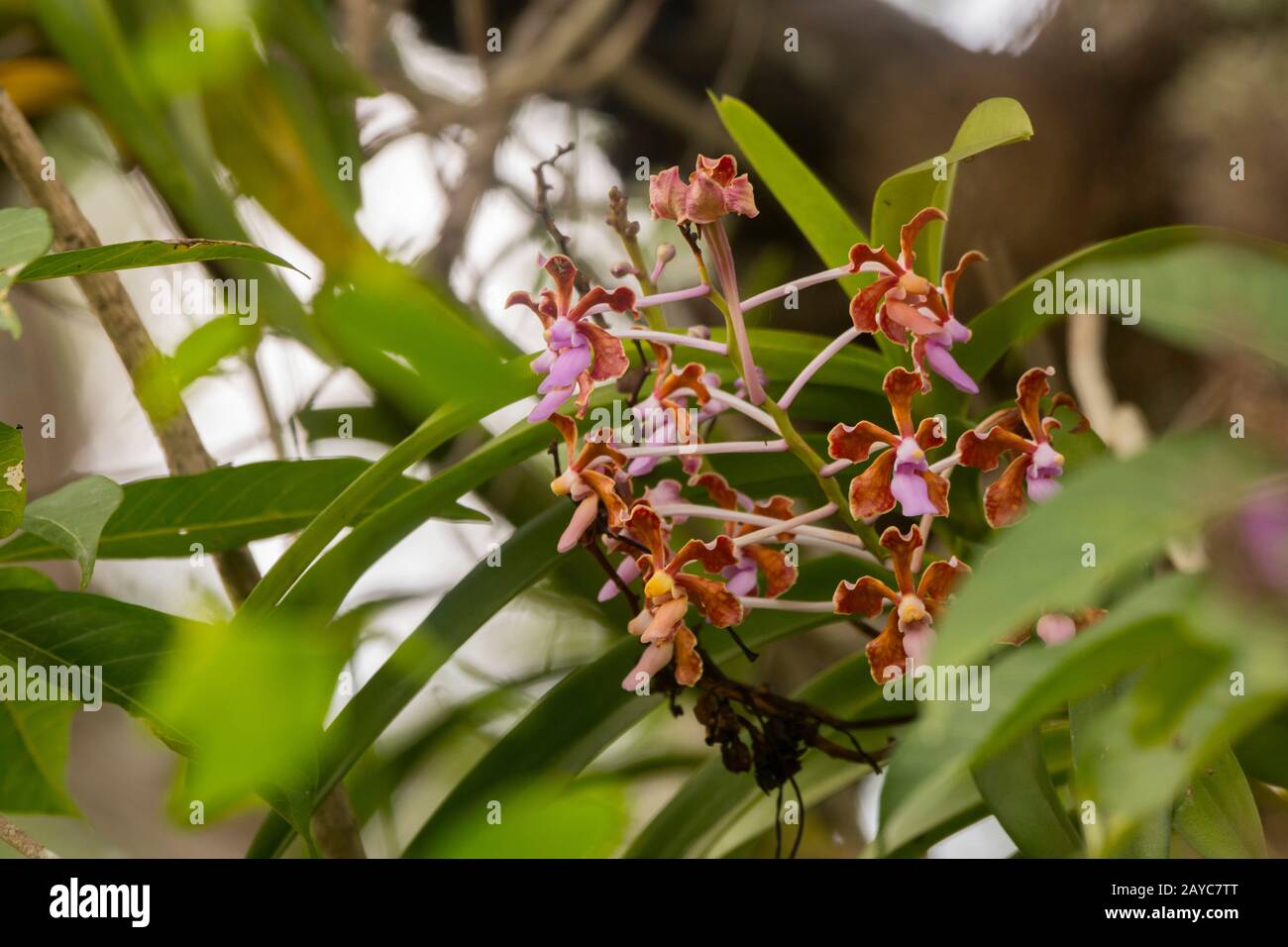 Une orchidée pousse sur un arbre dans la forêt sur l'île de Komodo, partie du parc national de Komodo, Indonésie. Banque D'Images