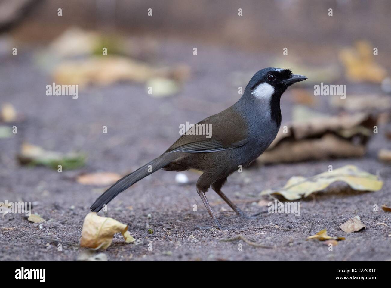 Le riant à gorge noire (Pterorhinus chinensis) est une espèce d'oiseau de la famille des Leiothrichidae. Banque D'Images