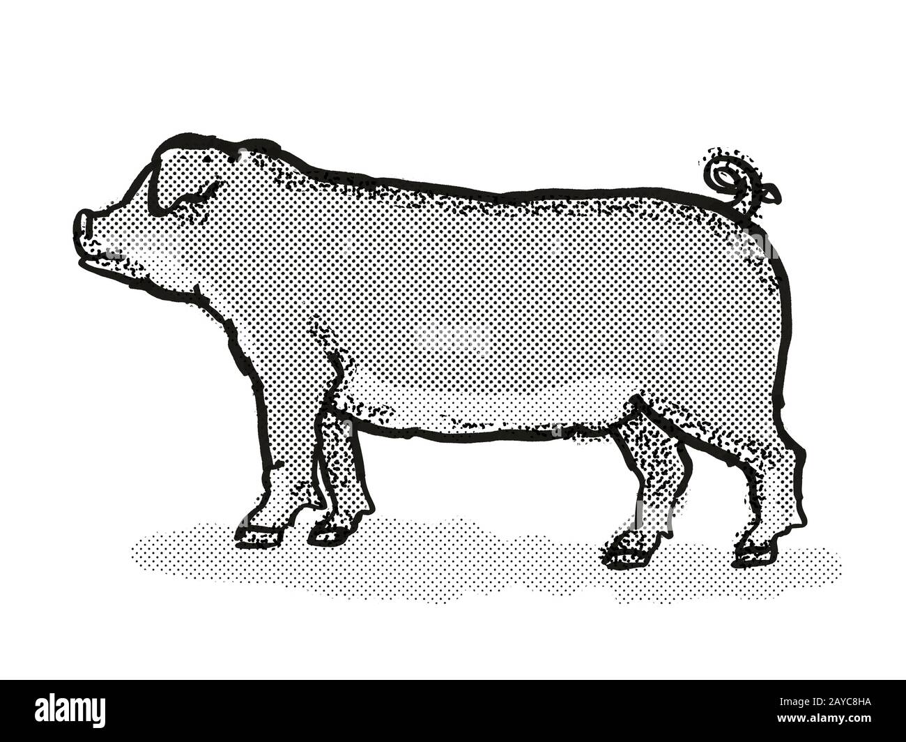 Dessin rétro Duroc Pig Breed Cartoon Banque D'Images