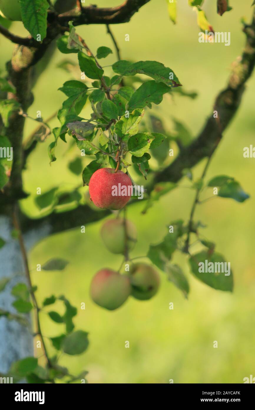 Pommes rouges bien mûrs sur une branche Banque D'Images