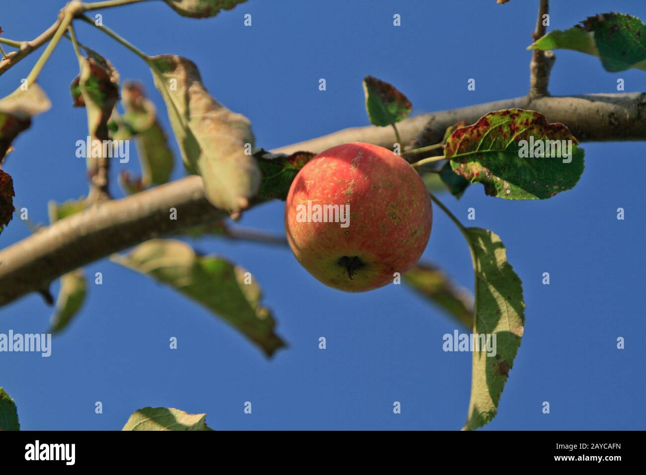 Ripe red apple sur une branche Banque D'Images