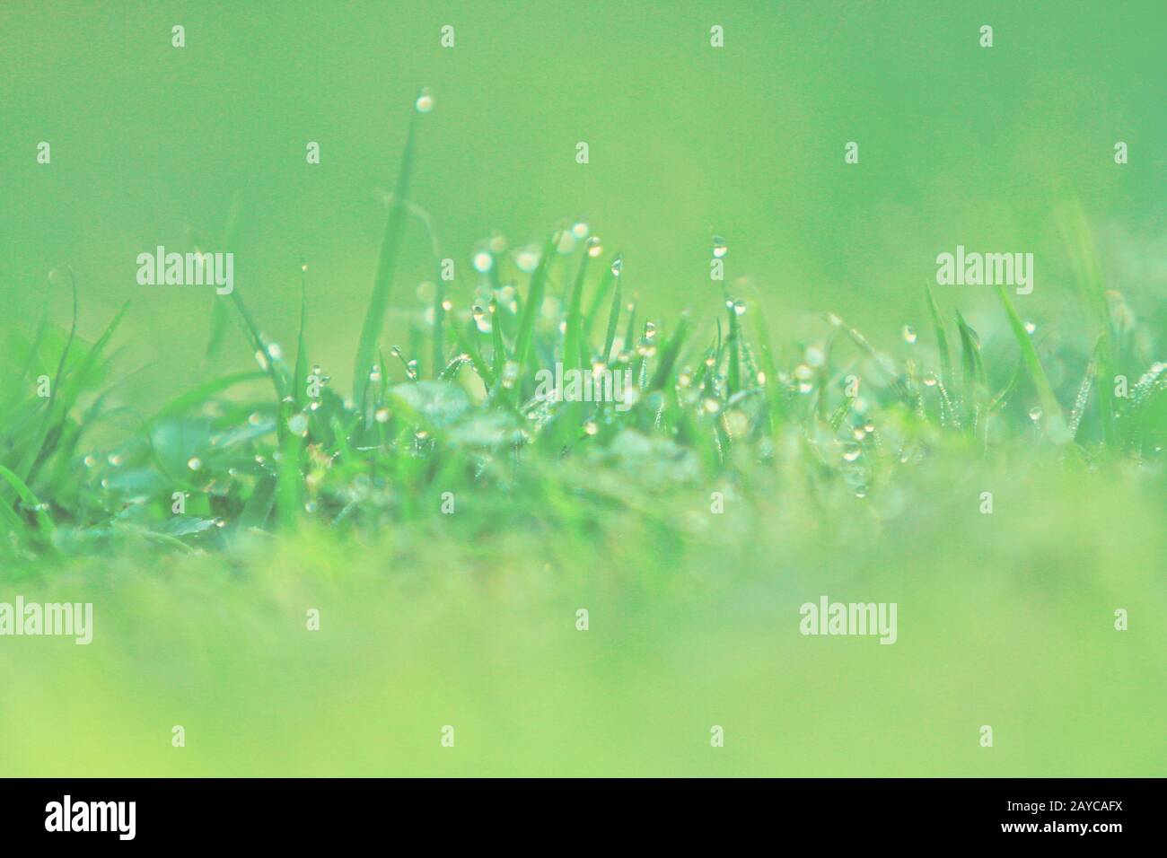 Une herbe verte close up Banque D'Images
