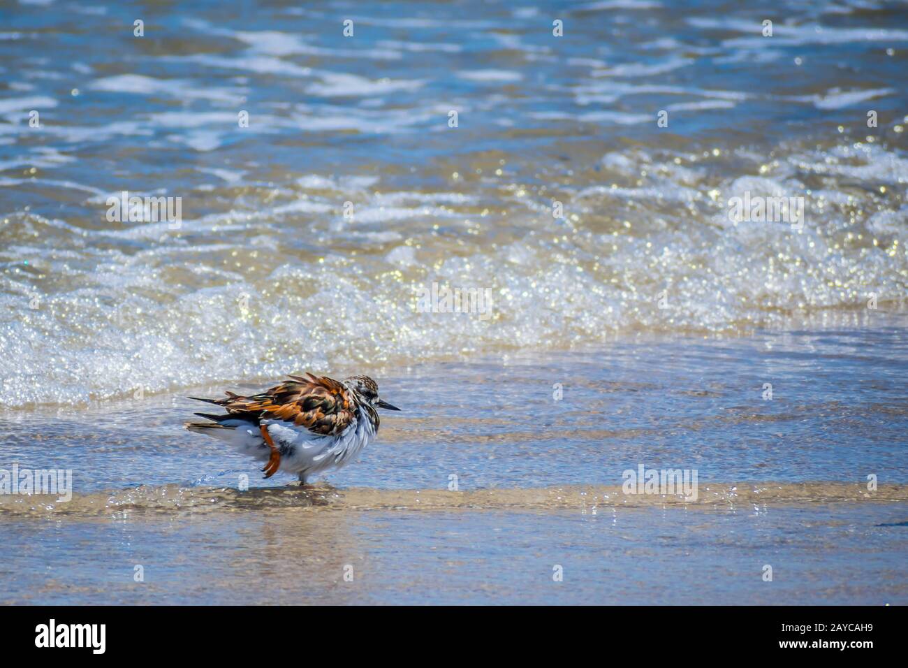 Un oiseau de Rudy récent Padre Island NS, Texas Banque D'Images