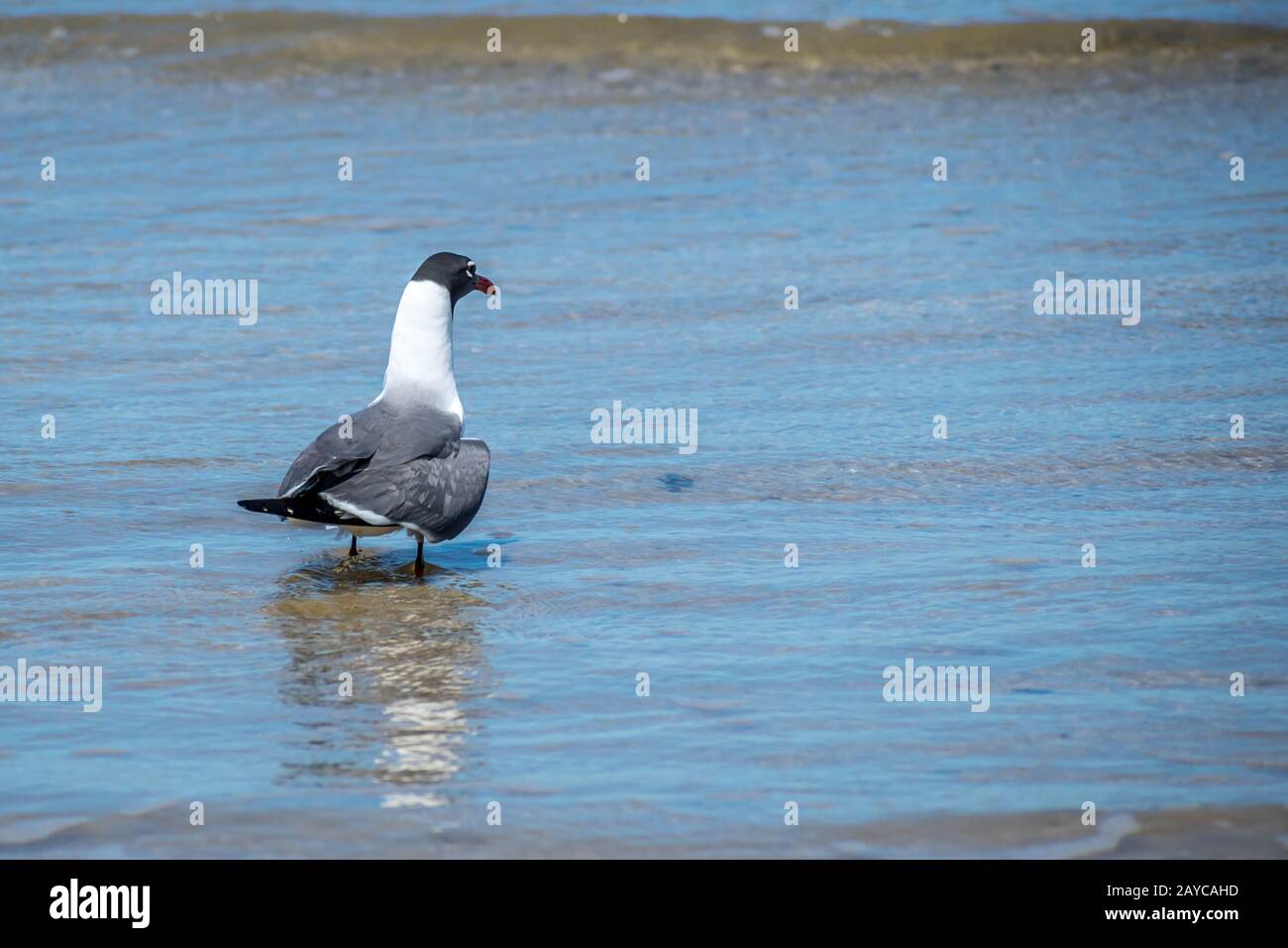 Un rire de mouette Padre Island NS, Texas Banque D'Images