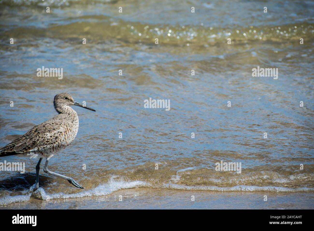 Un oiseau de Willet Padre Island NS, Texas Banque D'Images