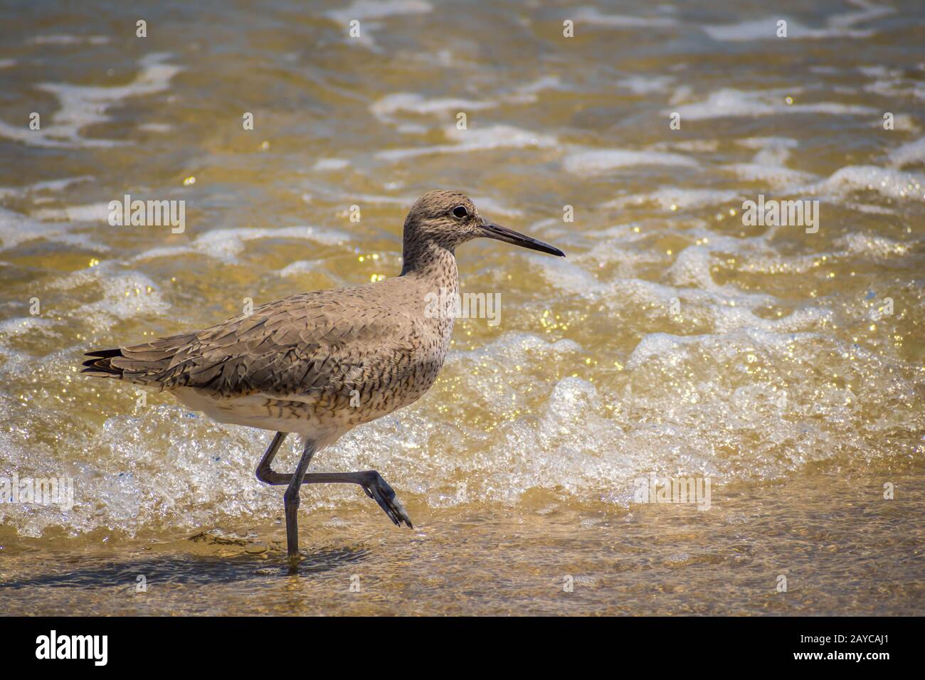 Un oiseau de Willet Padre Island NS, Texas Banque D'Images