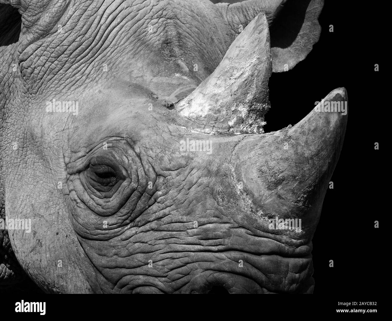 un portrait monochrome proche de la face d'un rhinocéros noir Banque D'Images