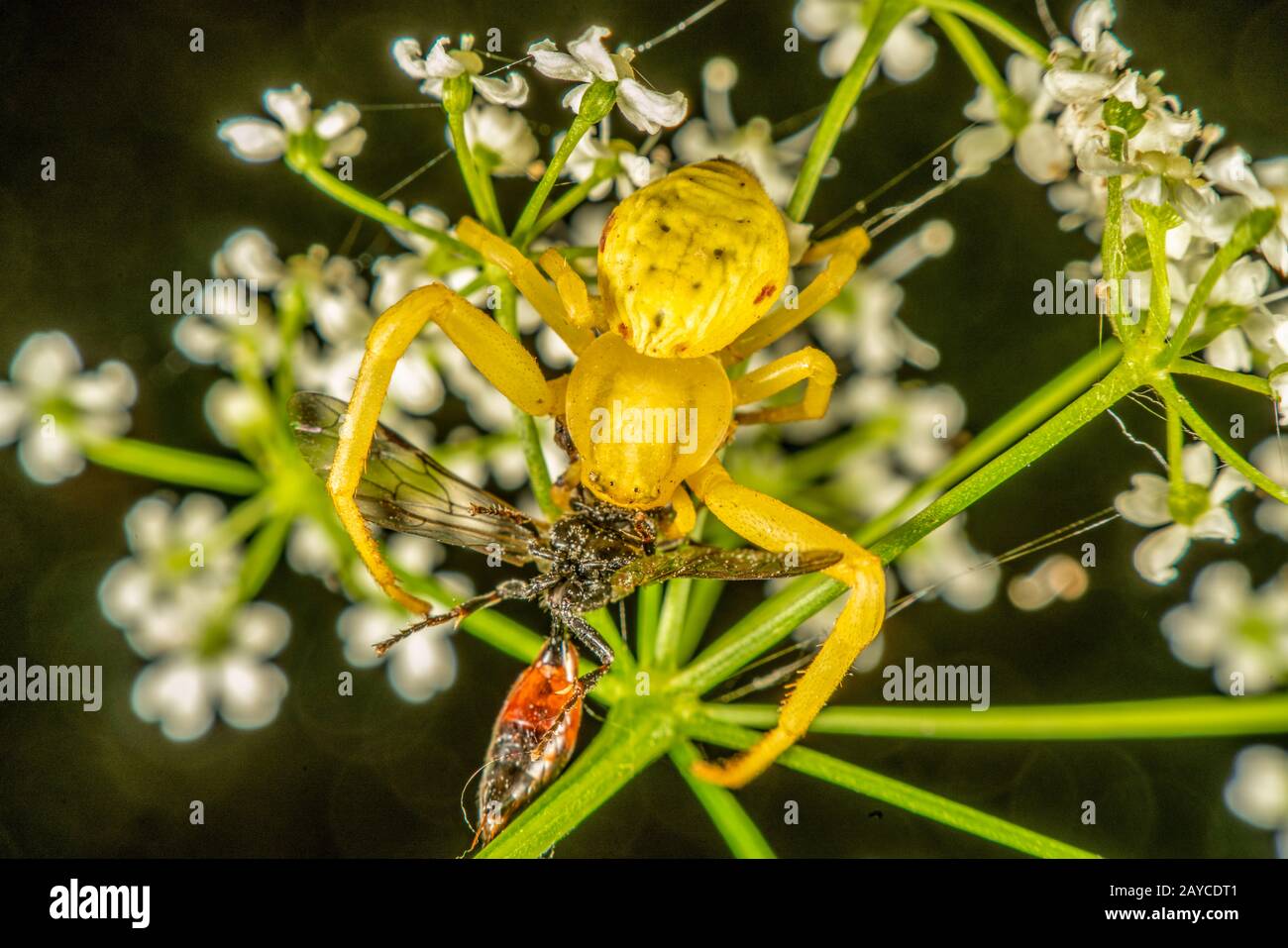 Araignée de crabe jaune Banque D'Images