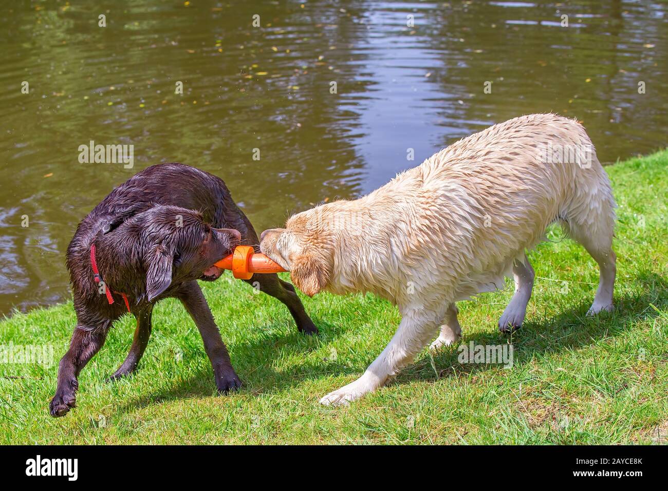Deux chiens du labrador jouant avec un jouet en caoutchouc orange Banque D'Images