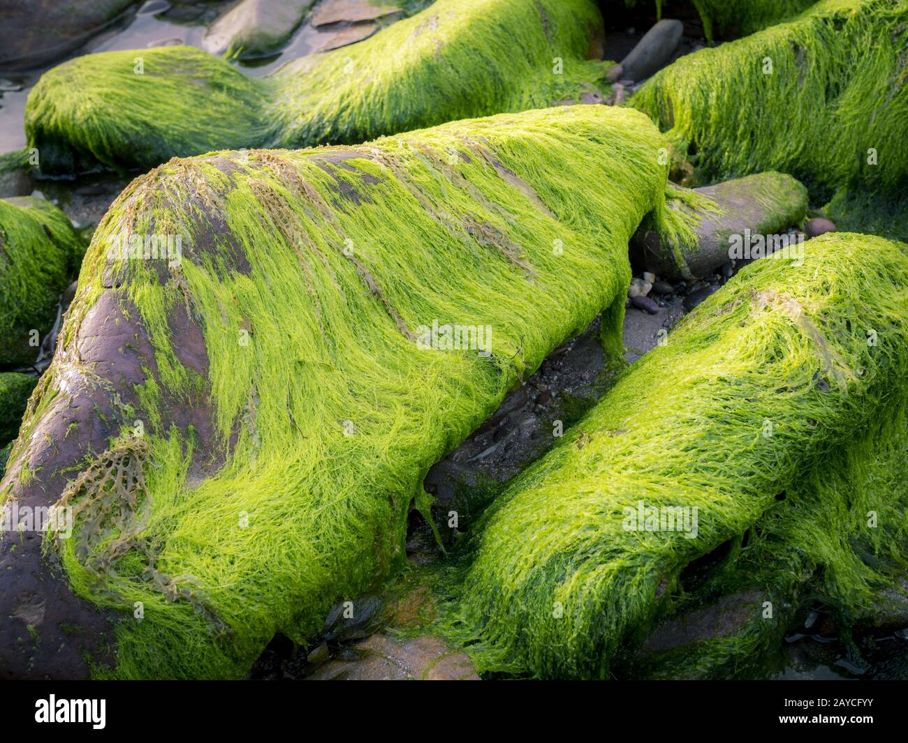 Mousse verte sur la roche sur la rive Banque D'Images