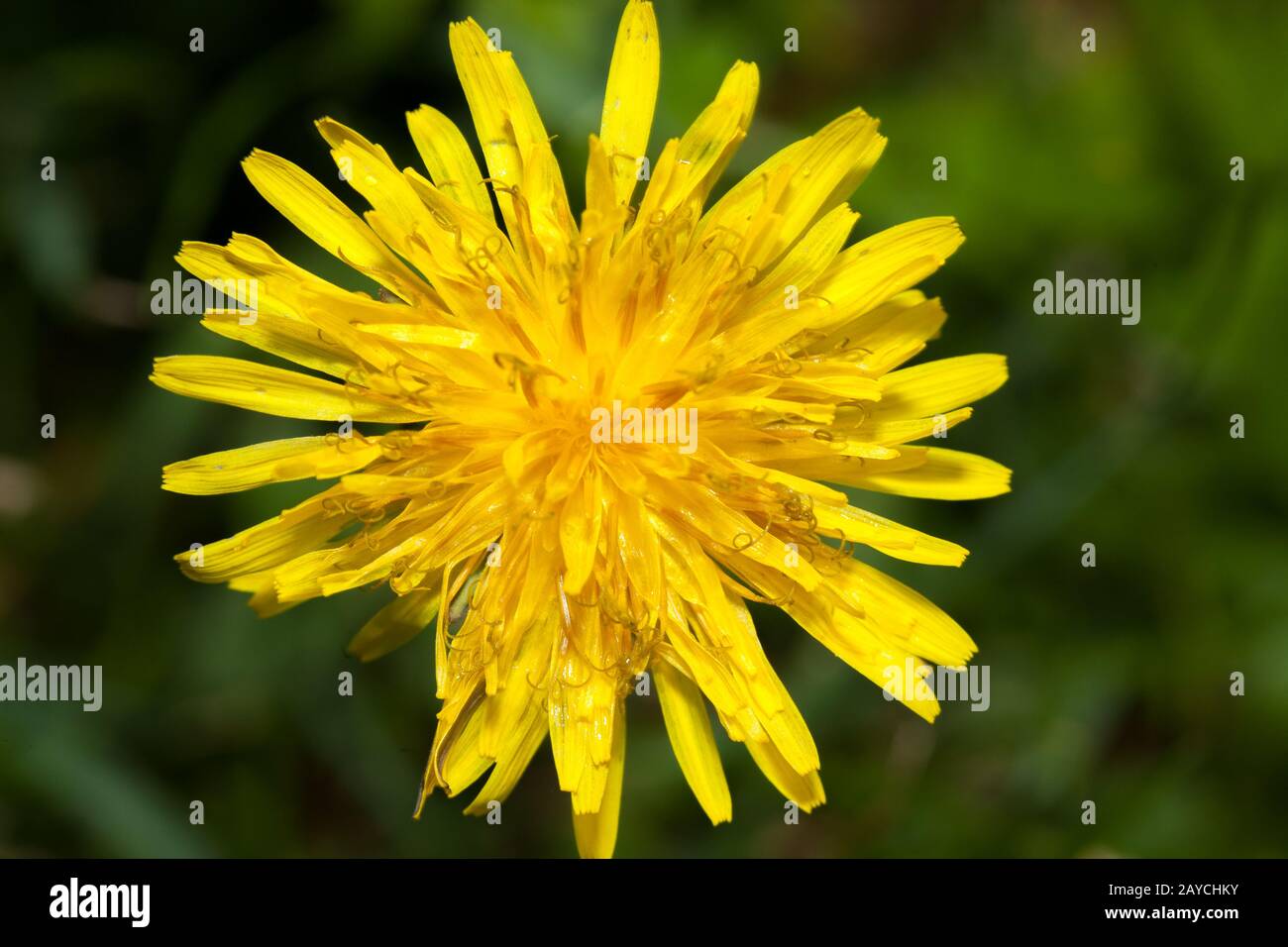 Gros plan sur la fleur de Dandelion, prise de haut en bas, fleur jaune intense Banque D'Images