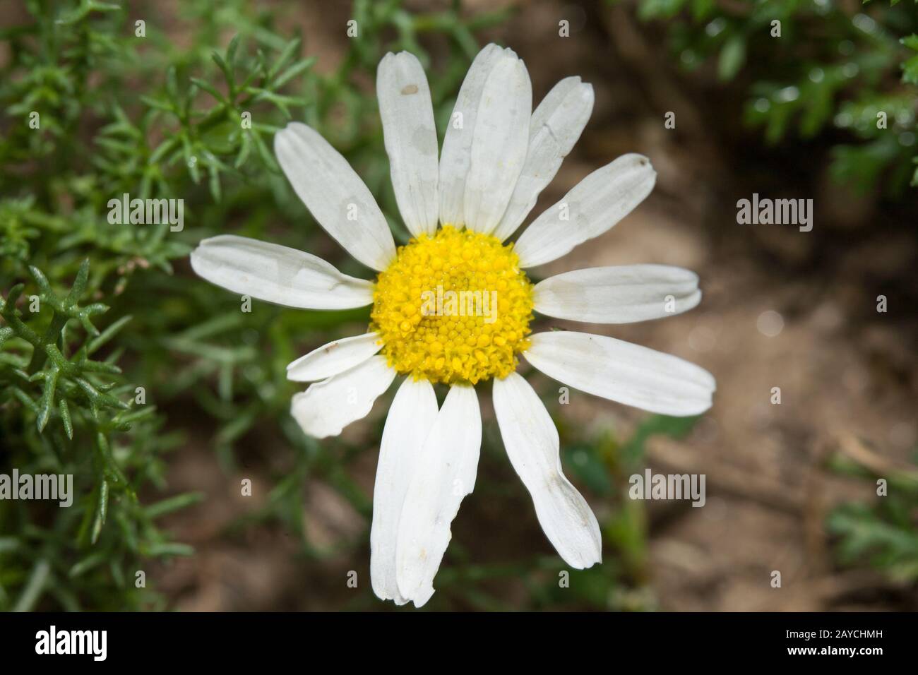 Gros plan d'une Marguerite avec fond naturel. Photo couleur. Photo prise en haut. Les pétales de la fleur sont irréguliers et endommagés. Banque D'Images