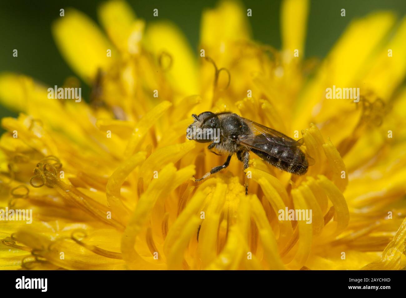 Une petite abeille solitaire (famille des Apidae, genre Lamioglossum) dans une fleur de pissenlit Banque D'Images