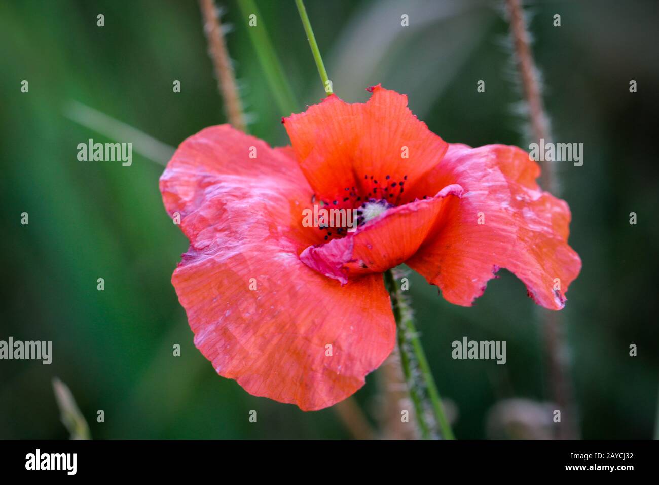 Les noms communs de Papaver rhoeas comprennent le pavot à maïs , la rose à maïs , le pavot à champ , le pavot à Flandre , le popp rouge Banque D'Images