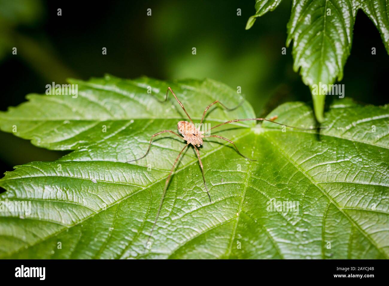 Une ensileuse (daddy longleg harvestman, Notes), assis sur une feuille verte à la lumière directe du soleil Banque D'Images
