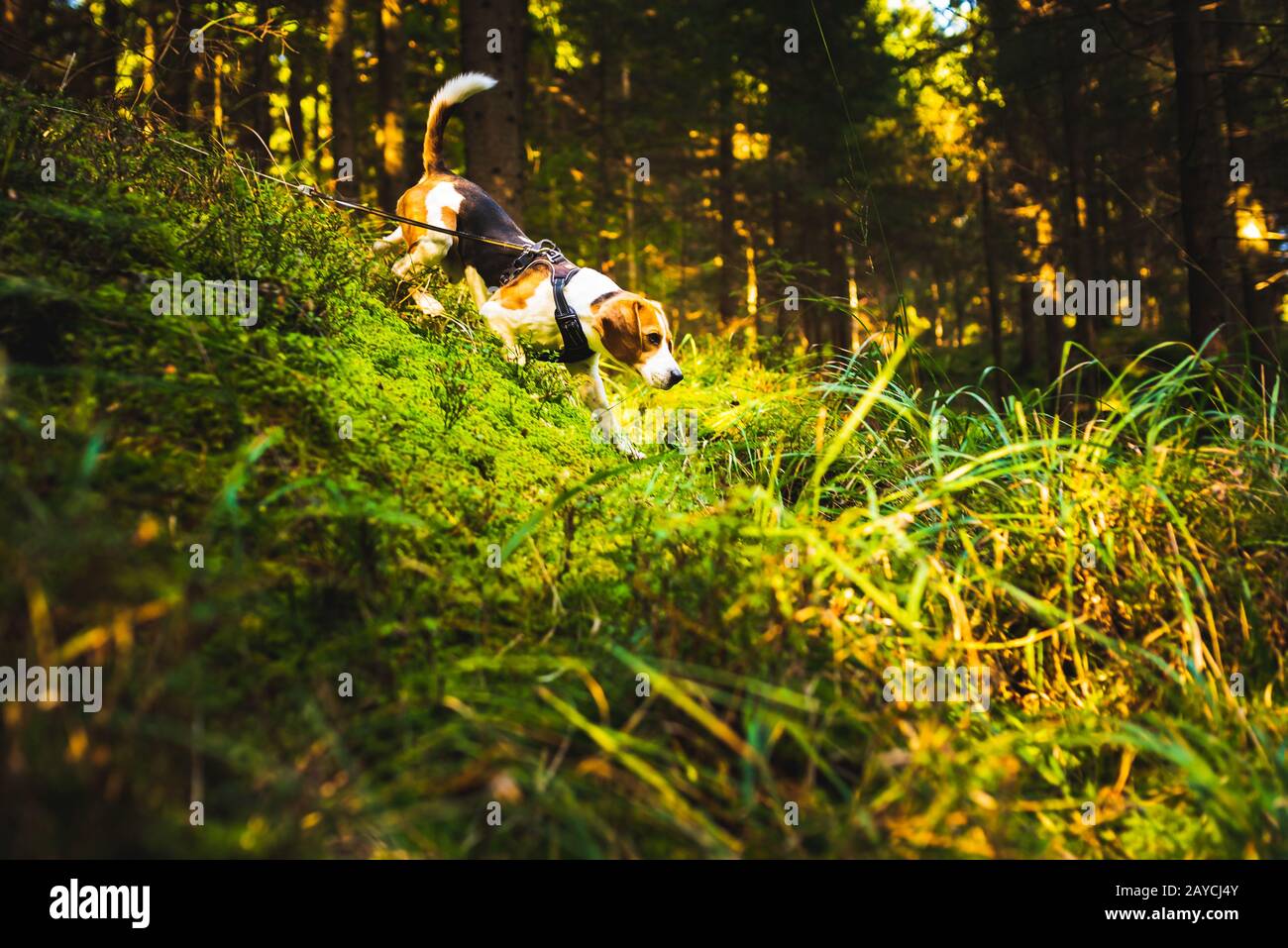 Le chien beagle en forêt ensoleillée d'automne. La recherche d'huond ont alerté le parfum et l'écoute de la forêt retentit. Banque D'Images