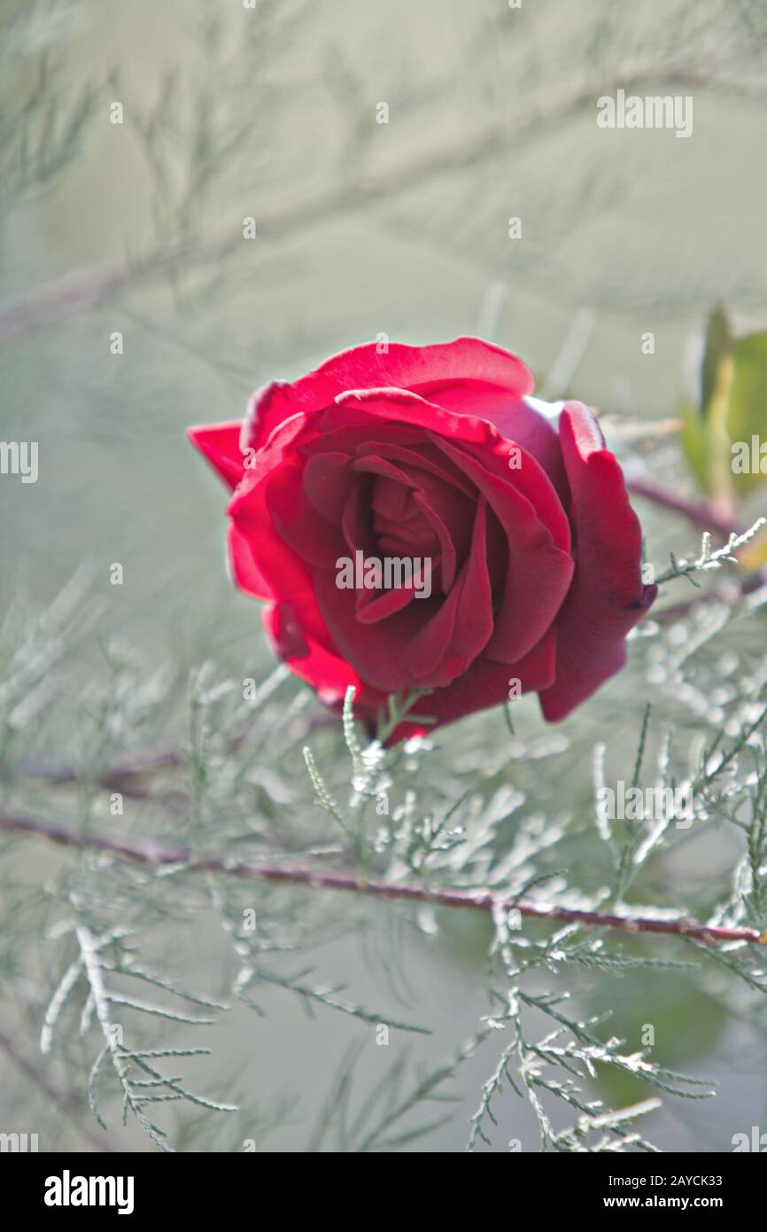 Fleur rose rouge close up Banque D'Images