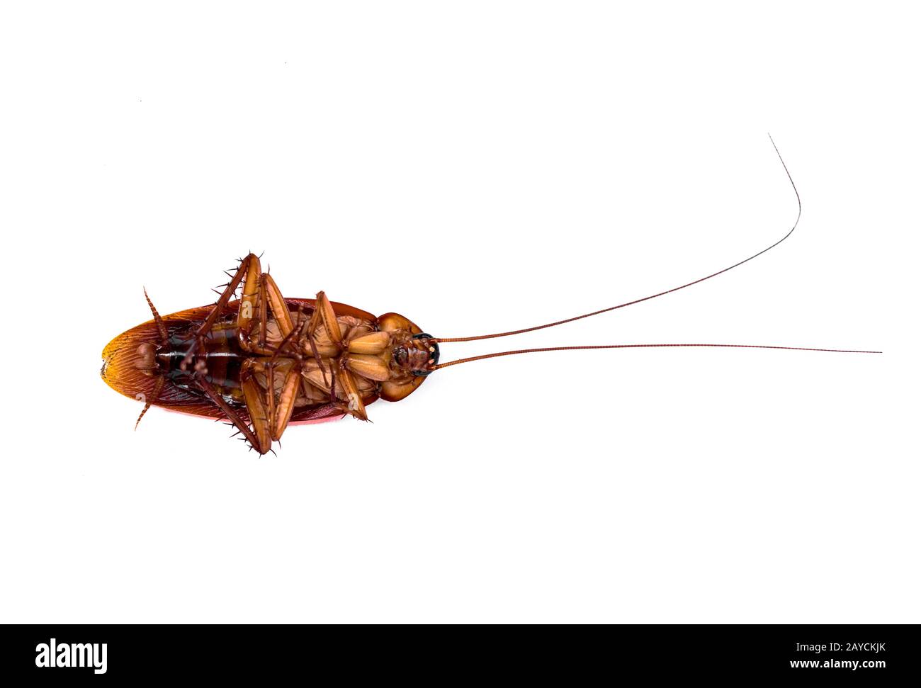 Periplaneta americana: Gros plan du côté ventral du Baising américain Cockroach avec des parties identifiables du corps et des antennes longues, sur fond blanc avion Banque D'Images