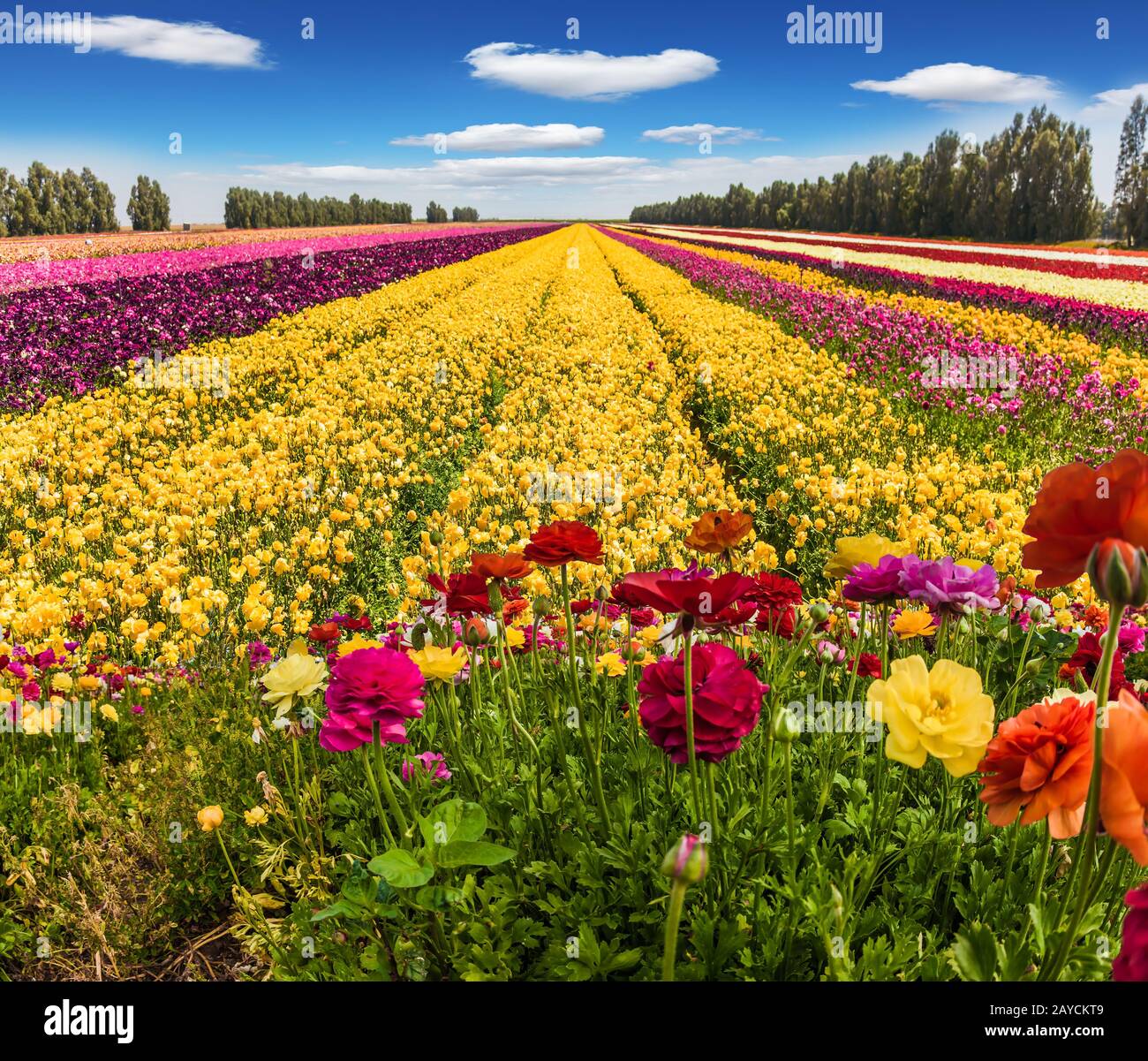 Journée d'été en Israël Banque D'Images