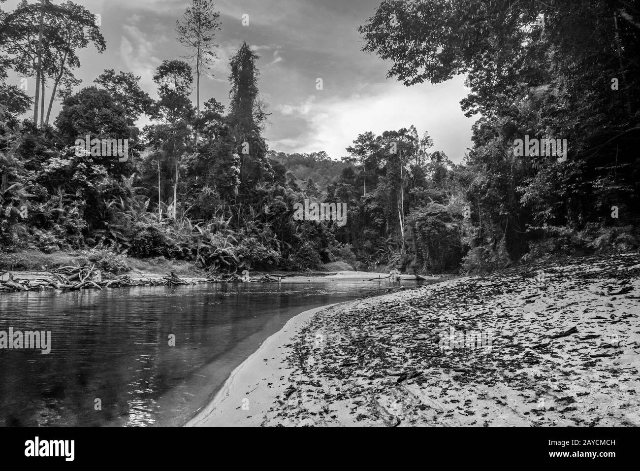 Rivière dans la forêt tropicale de Jungle Parc national de Taman Negara, Malaisie Banque D'Images
