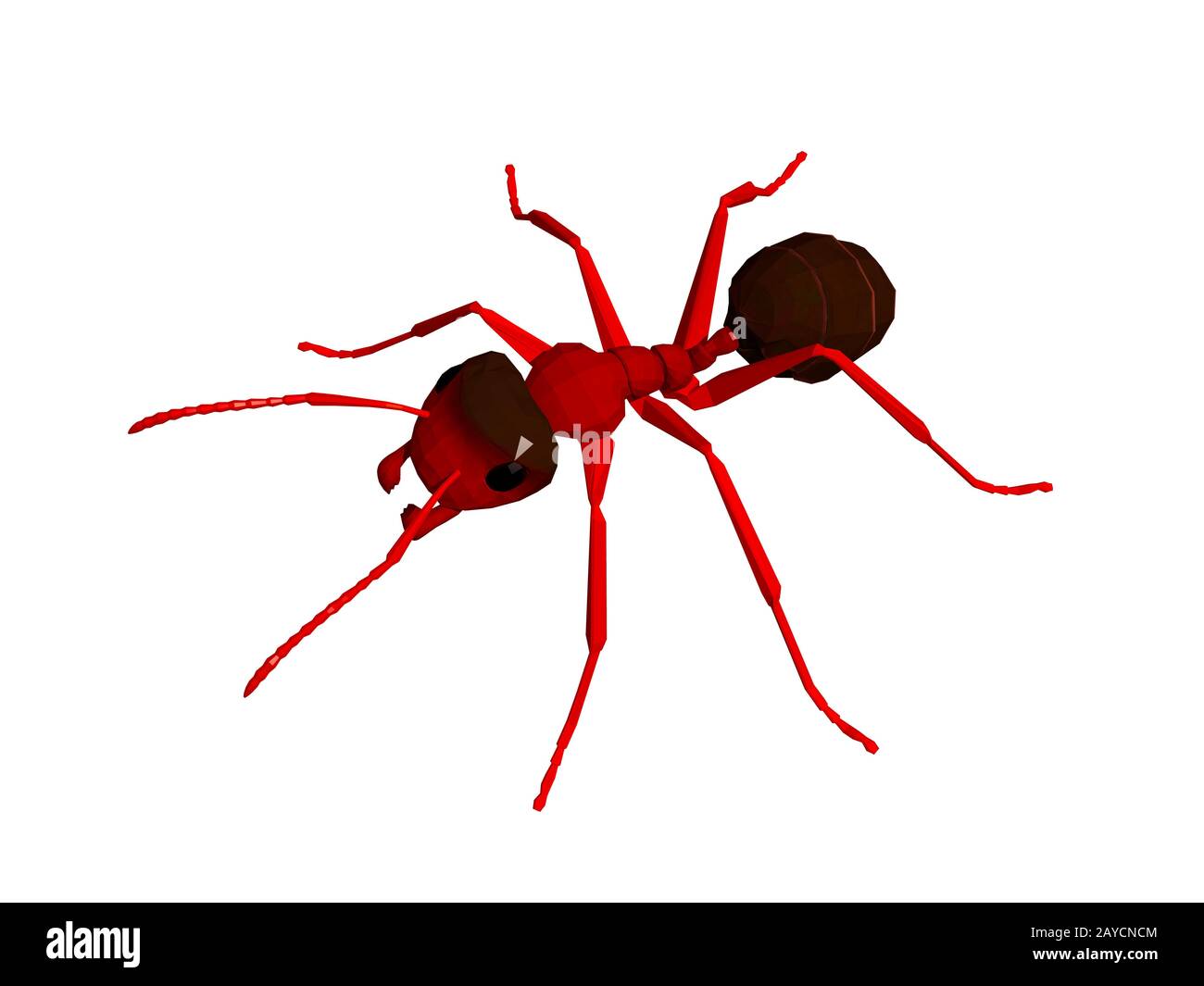 brown forest ant recherche de la nourriture sur le sol de la forêt Banque D'Images