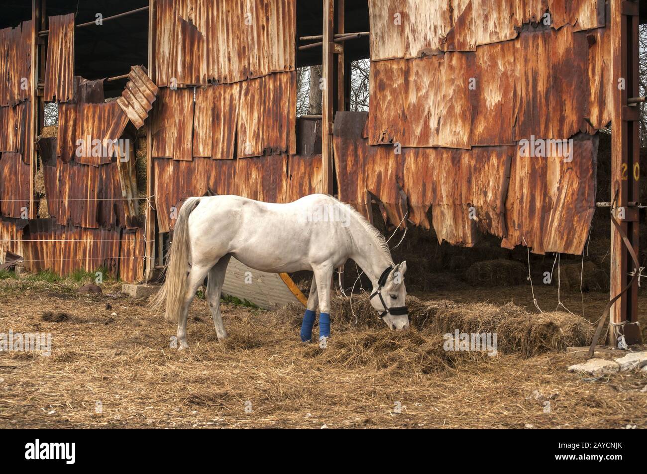 Cheval Blanc mange de la paille dans la vieille grange farm stables Banque D'Images