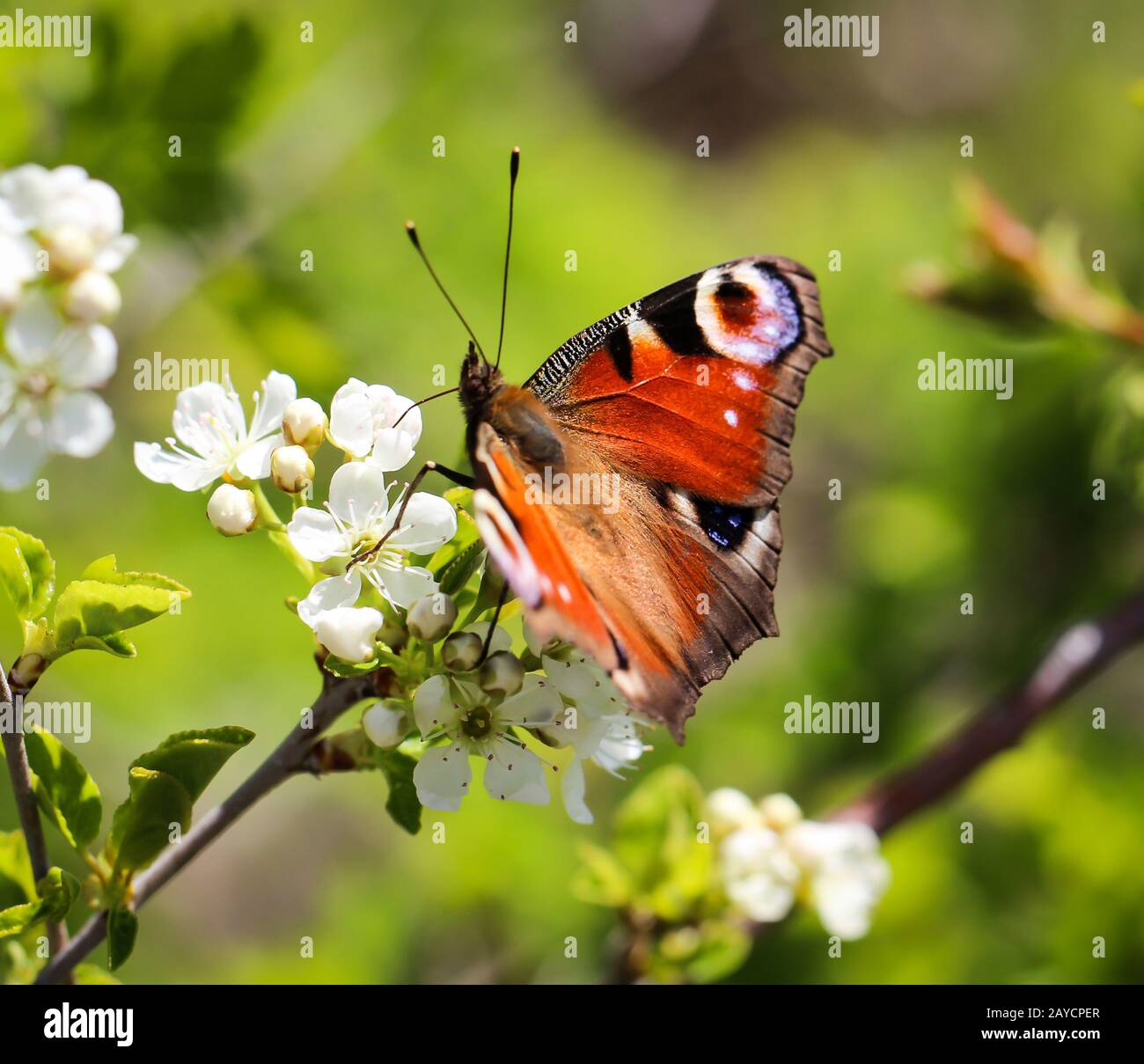 papillon de paon d'une journée sur des fleurs blanches Banque D'Images