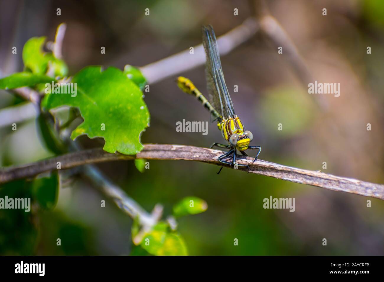A Southern Hawker libellules de Frontera Audubon Society, New York Banque D'Images