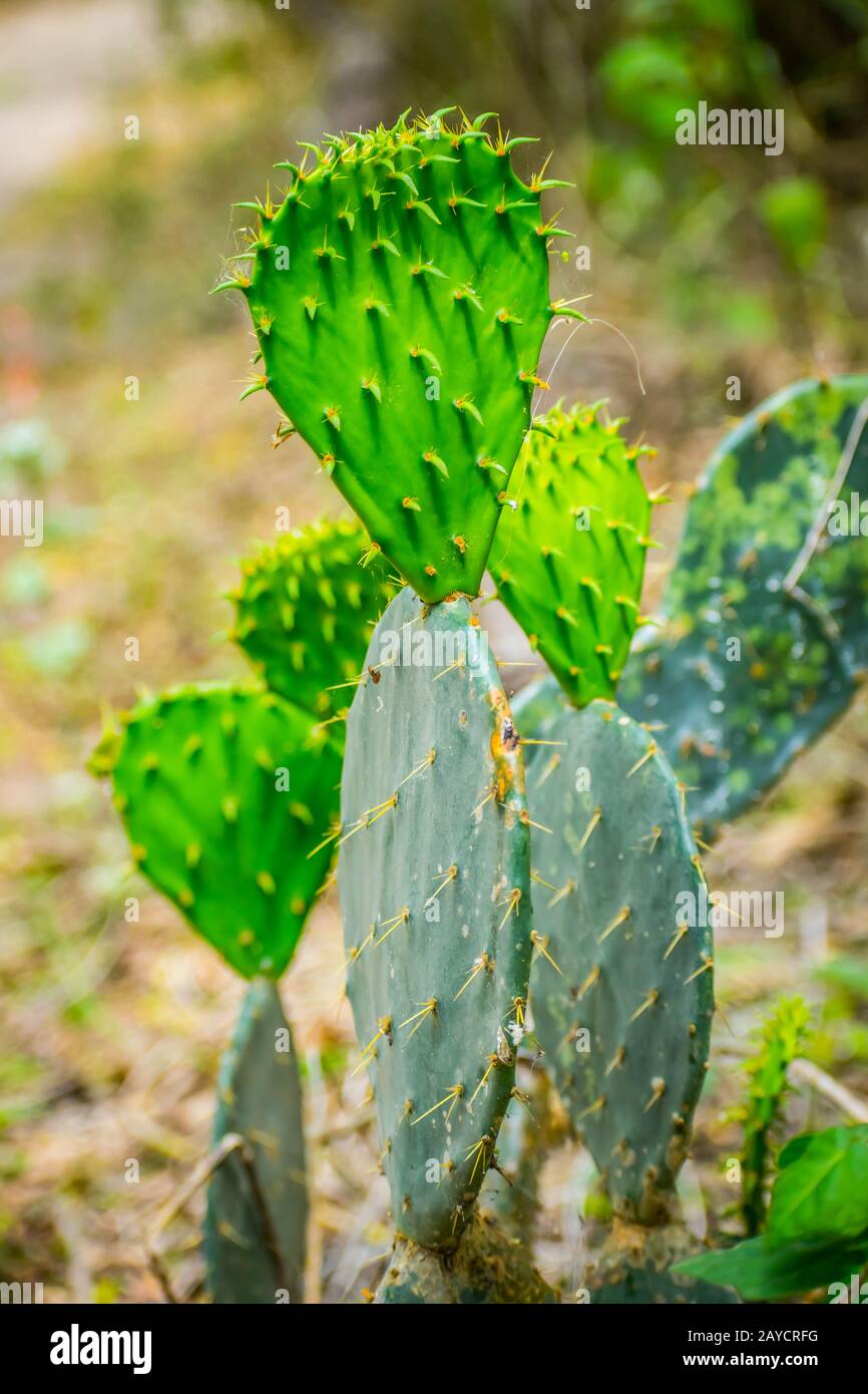 Un sauvage épineux cactus en Frontera Audubon Society, New York Banque D'Images