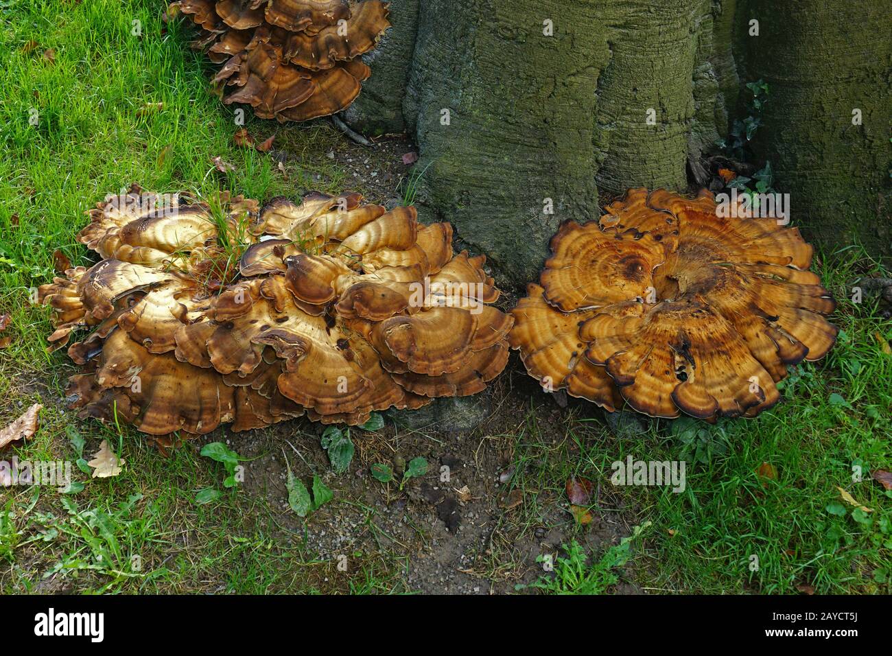 polypore géant ; polypore à coloration noire Banque D'Images