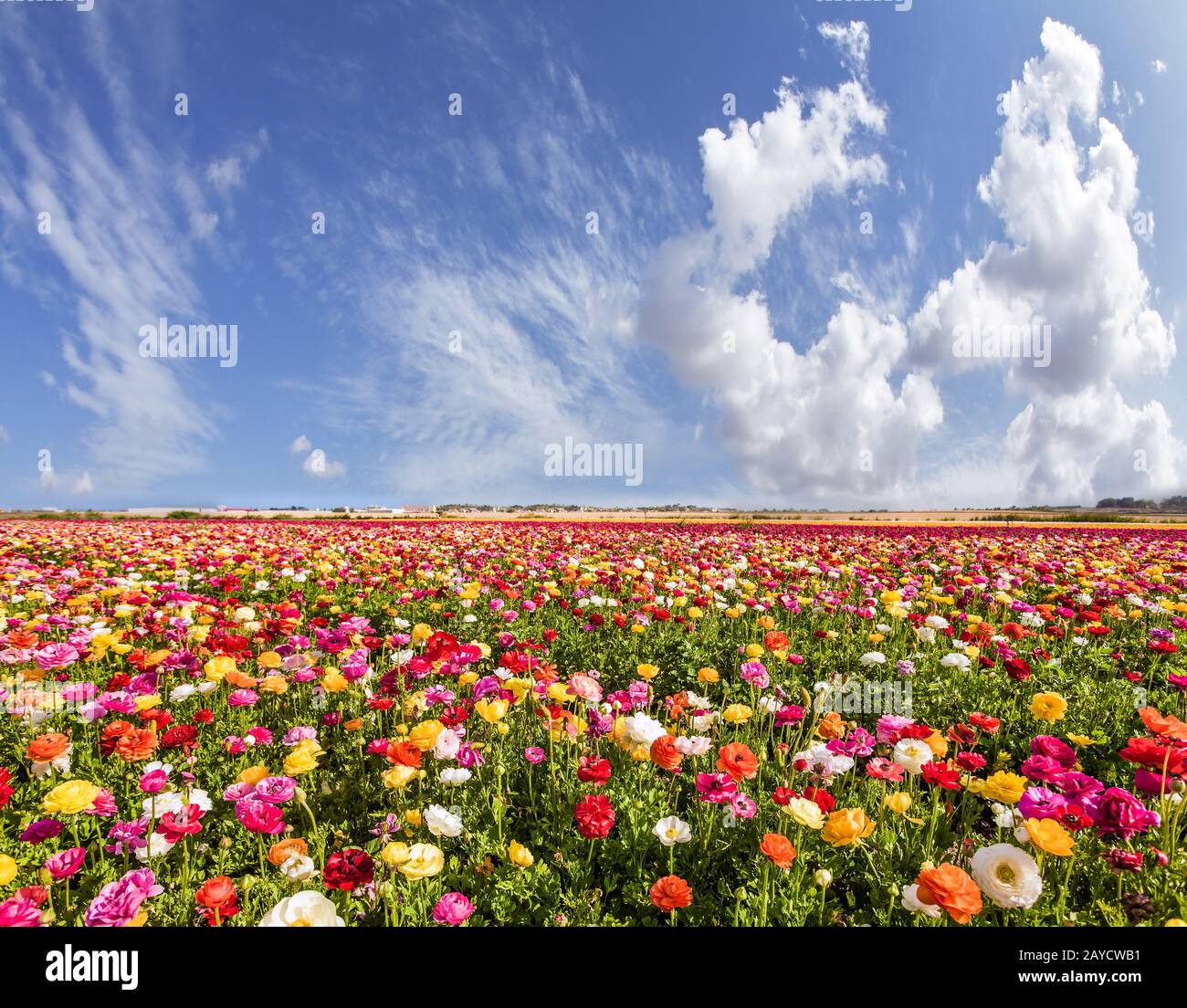Renoncules Jardin Banque D'Images