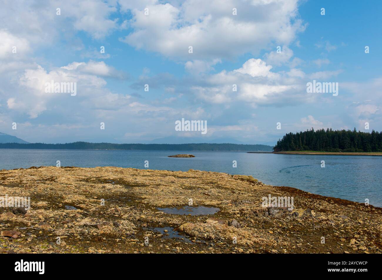 Le littoral à marée basse, exposant les barnacles, le varech et d'autres activités marines au parc marin national Pavlof Harbour, situé sur l'île Chicagof, Alas Banque D'Images