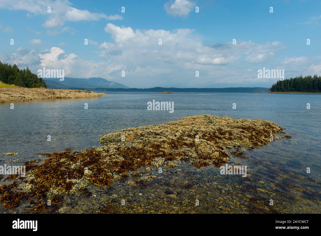 Le littoral à marée basse, exposant les barnacles, le varech et d'autres activités marines au parc marin national Pavlof Harbour, situé sur l'île Chicagof, Alas Banque D'Images