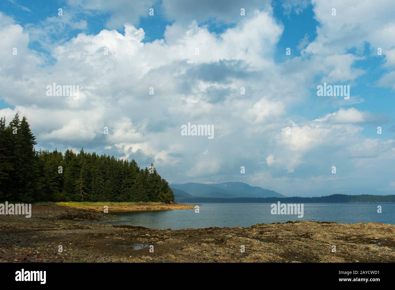 Le littoral à marée basse, exposant les barnacles, le varech et d'autres activités marines au parc marin national Pavlof Harbour, situé sur l'île Chicagof, Alas Banque D'Images