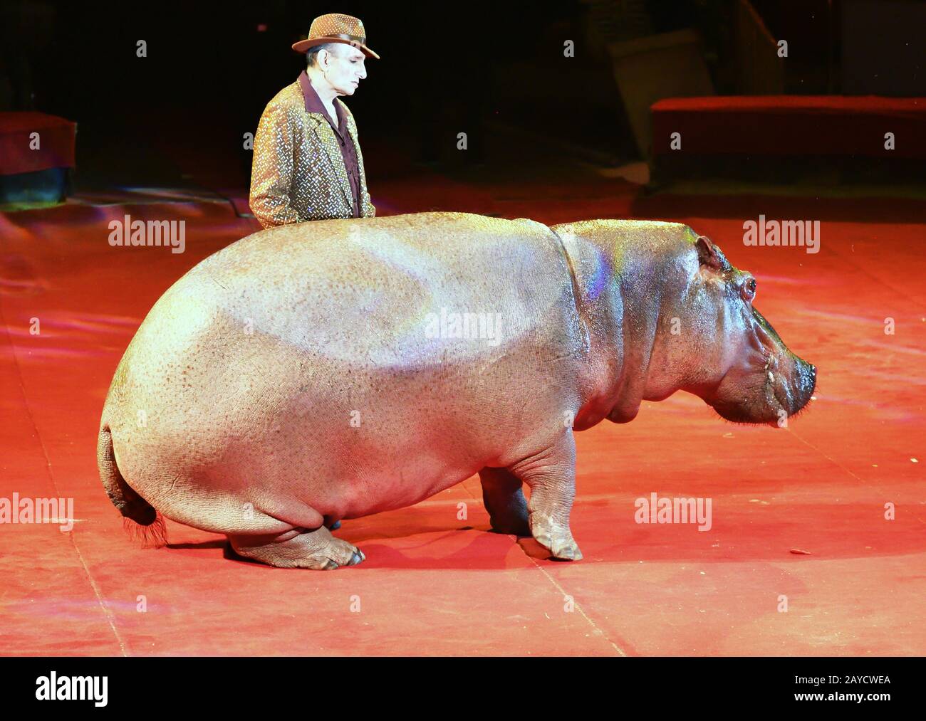 Orenbourg, Russie - 12 octobre 2019 : entraîneur et hippopotame dans l'arène du cirque Banque D'Images