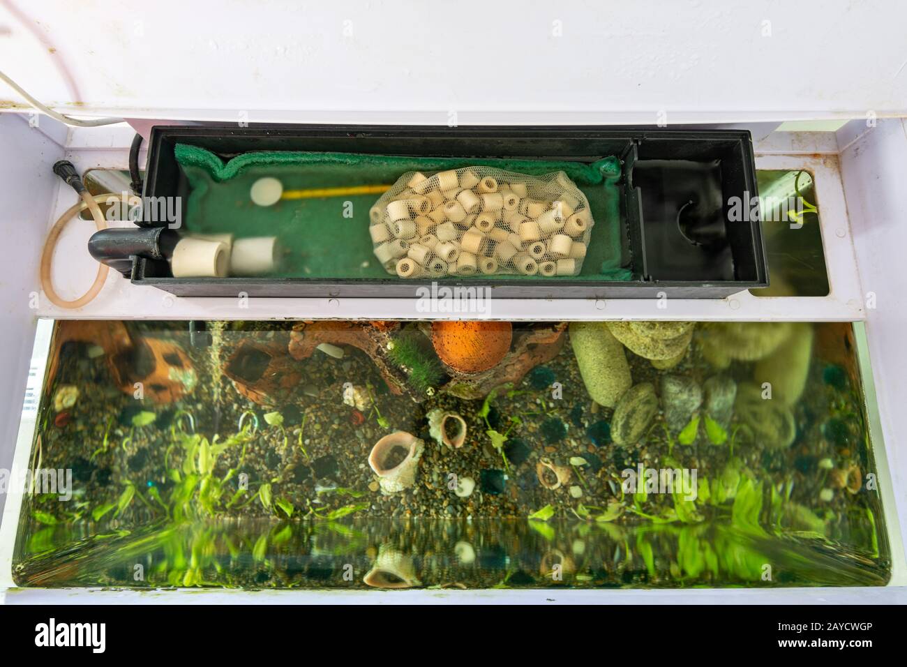 Système de filtre à distance dans l'aquarium, sous le couvercle de l'aquarium Banque D'Images