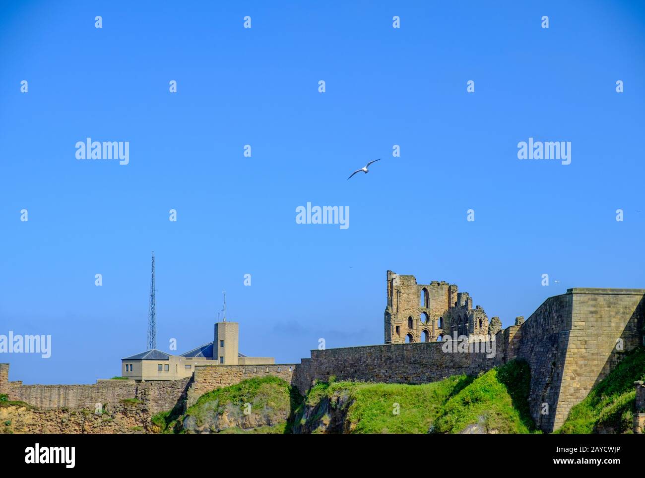 Seagull survolant le Prieuré médiéval de Tynemouth et le château, Royaume-Uni Banque D'Images