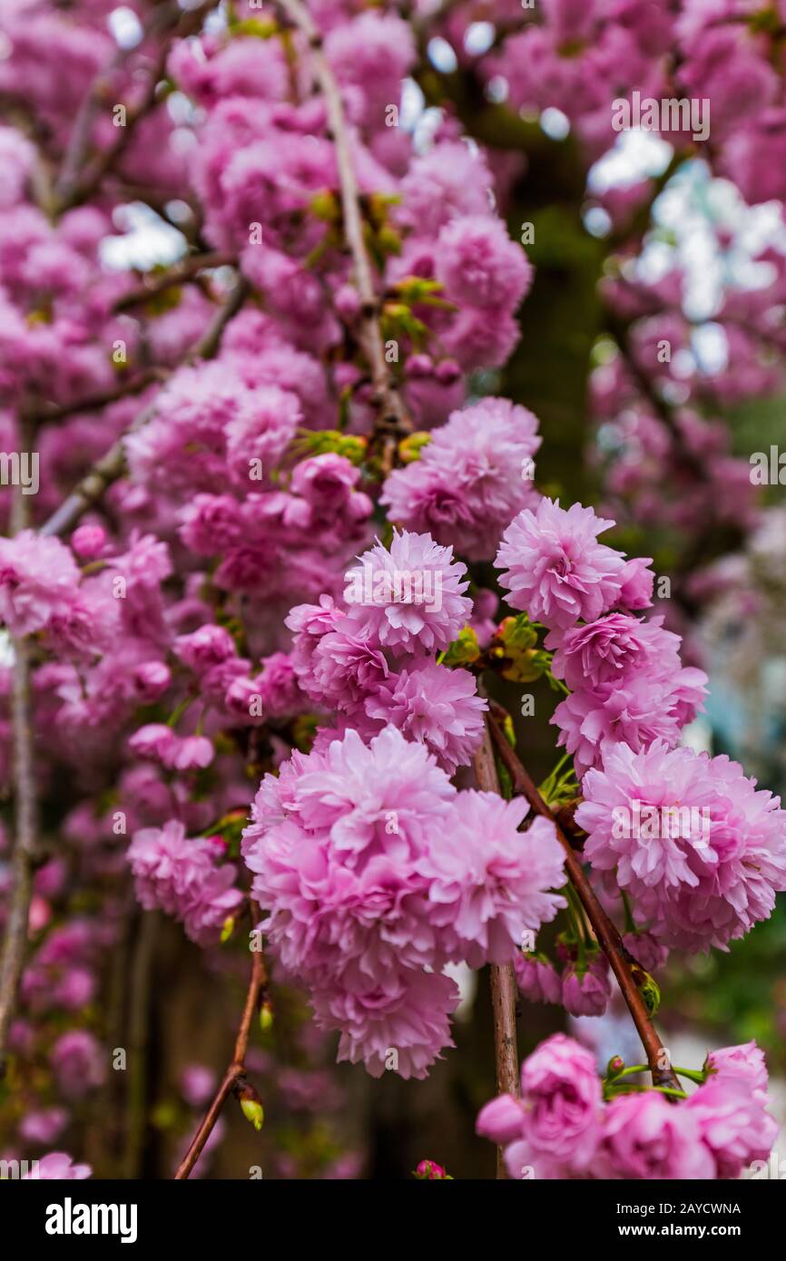 Sakura fleur - nature background Banque D'Images