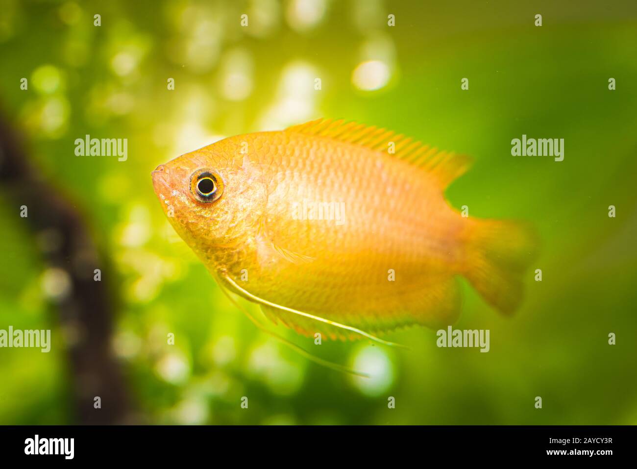 Gourami miel Trichogaster chuna dans les poissons d'aquarium tropical fish tank aquarium concept. Banque D'Images